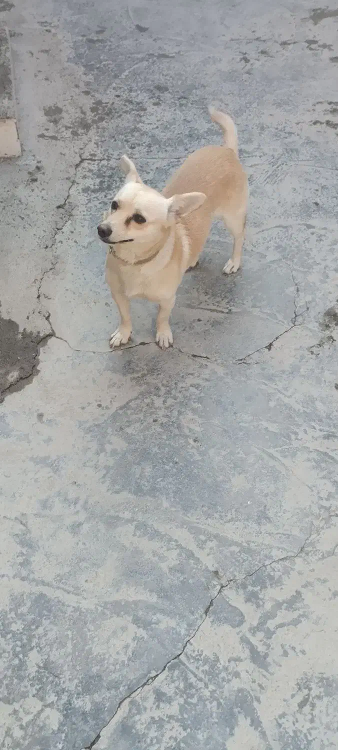 سگ پاکوتاه نر|سگ|خان ببین, |دیوار