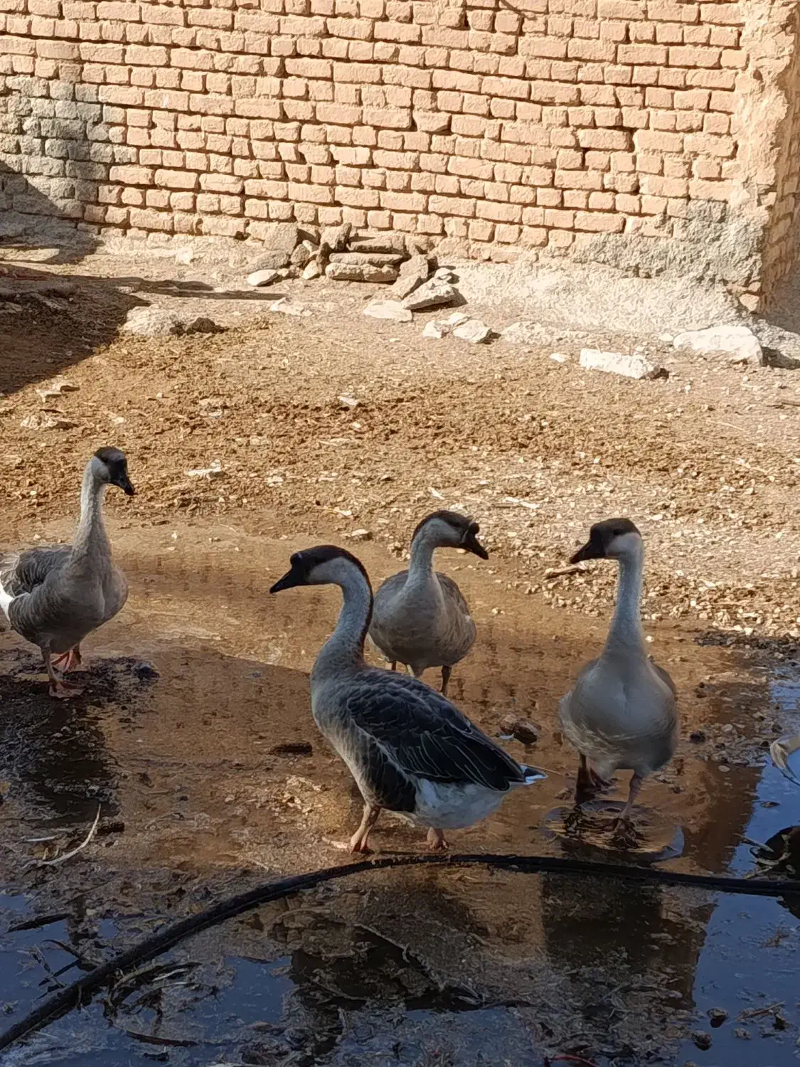 غوغاز|حیوانات مزرعه|کنگاور, |دیوار