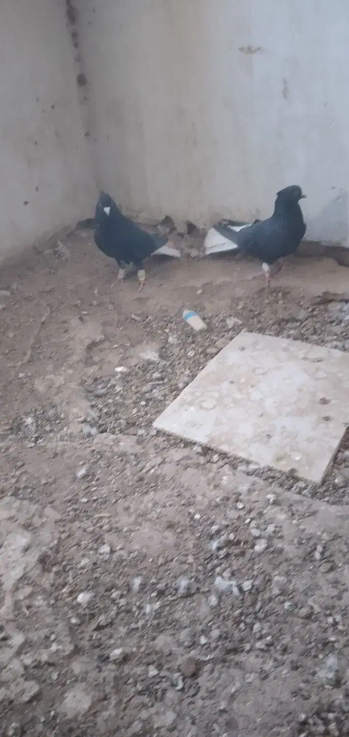 دم سفید جفتی|پرنده|سبزوار, رباط|دیوار