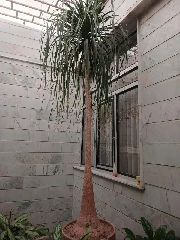 گل لیندا فروشی|گل و گیاه طبیعی|وحیدیه, |دیوار