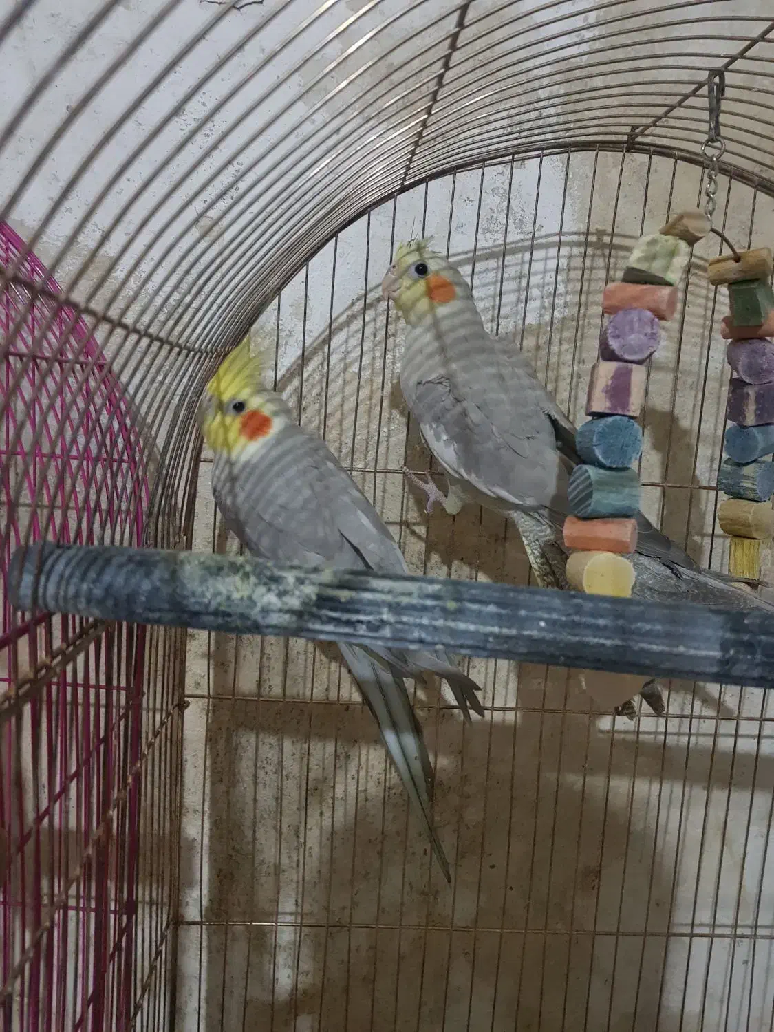 عروس هلندی جفت مولد|پرنده|ساوه, |دیوار