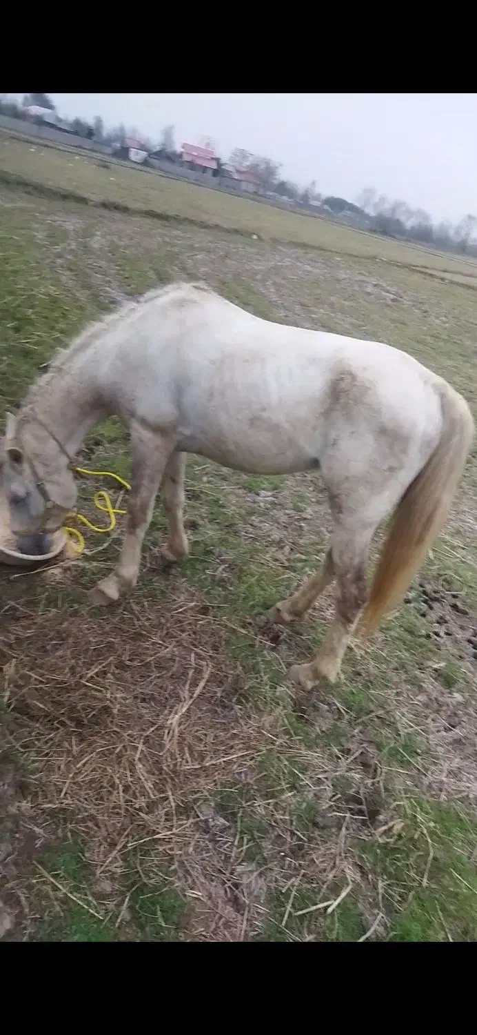 اسب نر نریان|اسب و تجهیزات اسبسواری|لاهیجان, لفمجان|دیوار