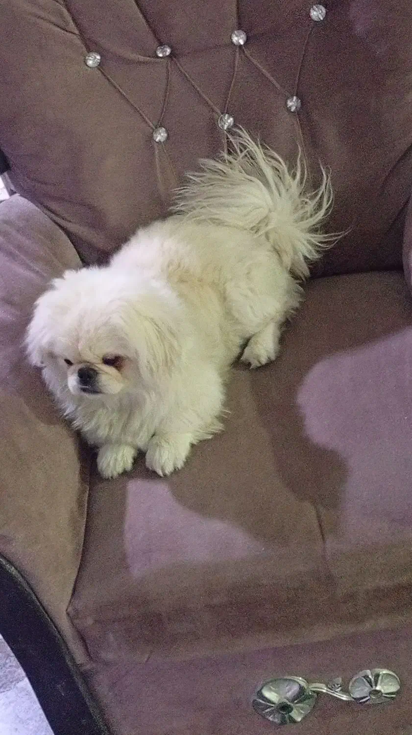 واگذاری سگ نر|سگ|پردیس, فاز ۱۱|دیوار