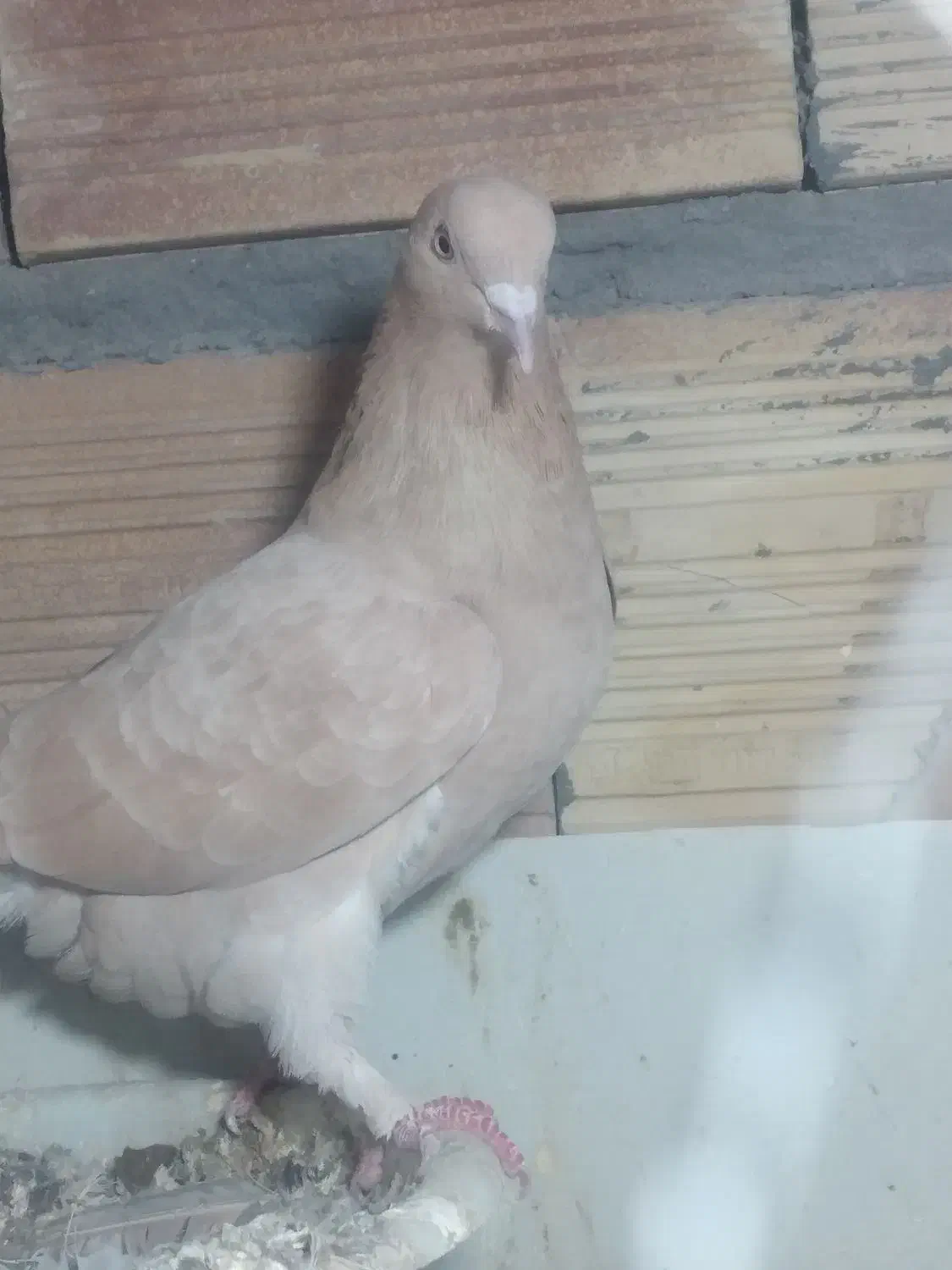 تعداد‌۱۰‌عدد‌کبوتر‌پرشی‌بفروش‌میرسد|پرنده|پلدشت, |دیوار