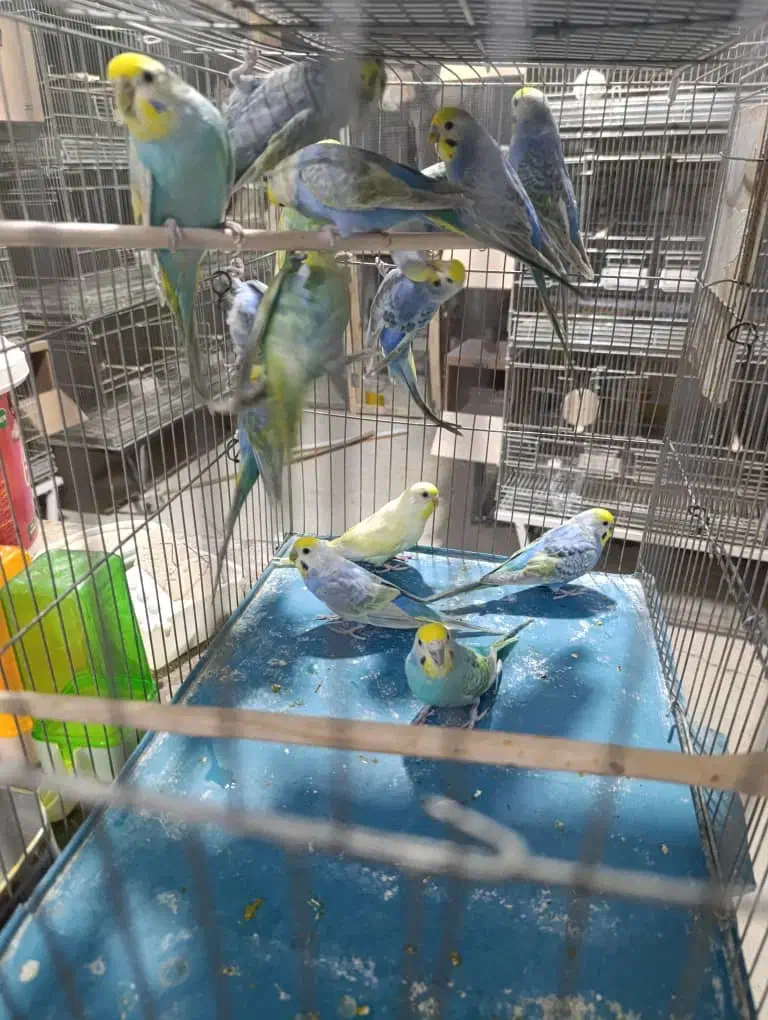 صادرات انواع پرنده طوطیسانان عروس سرابندی|پرنده|مشهد, توس (بلوار توس)|دیوار