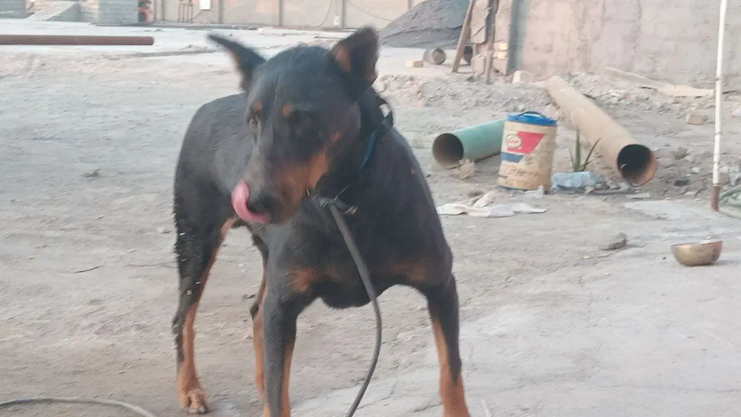 سگ دبرمن|سگ|رفسنجان, |دیوار