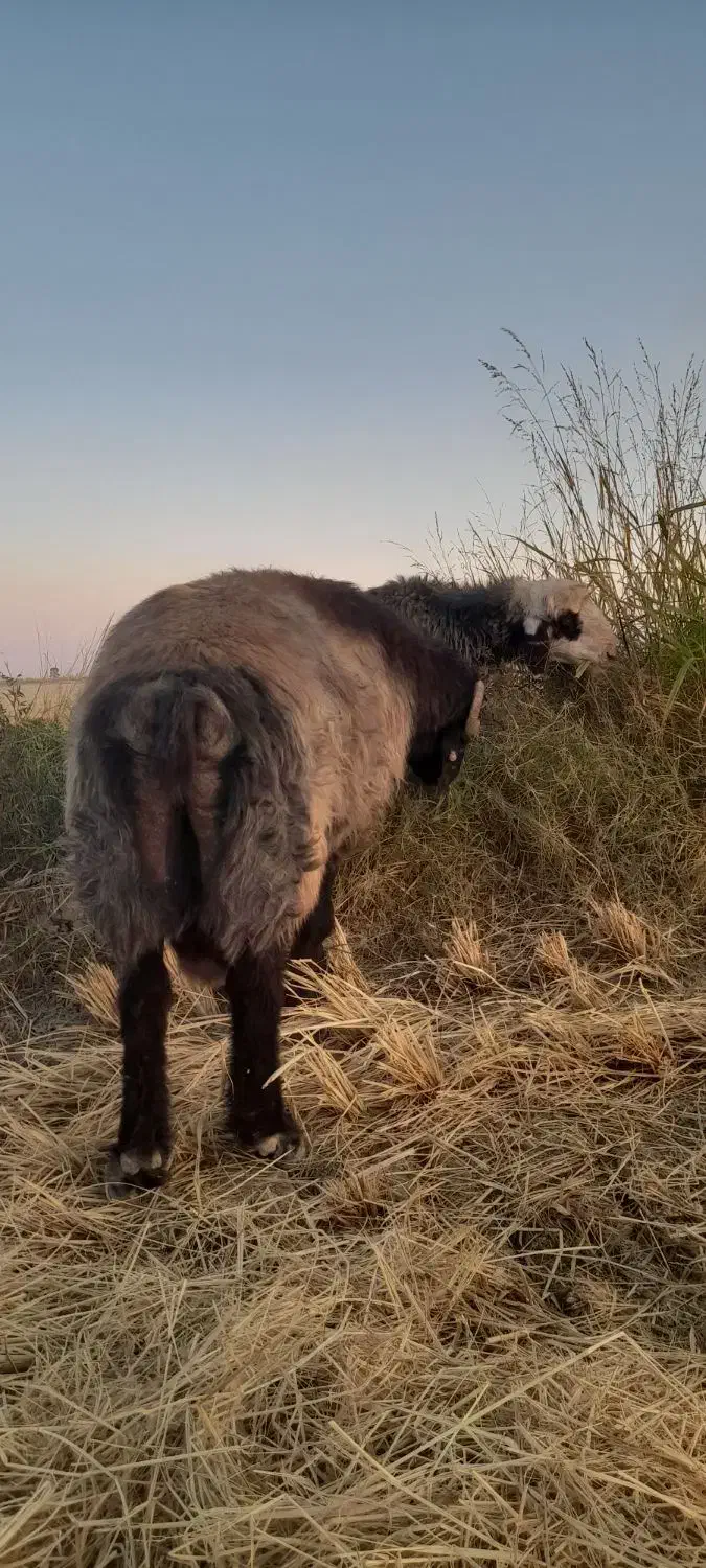 قوچ|حیوانات مزرعه|بانش, |دیوار