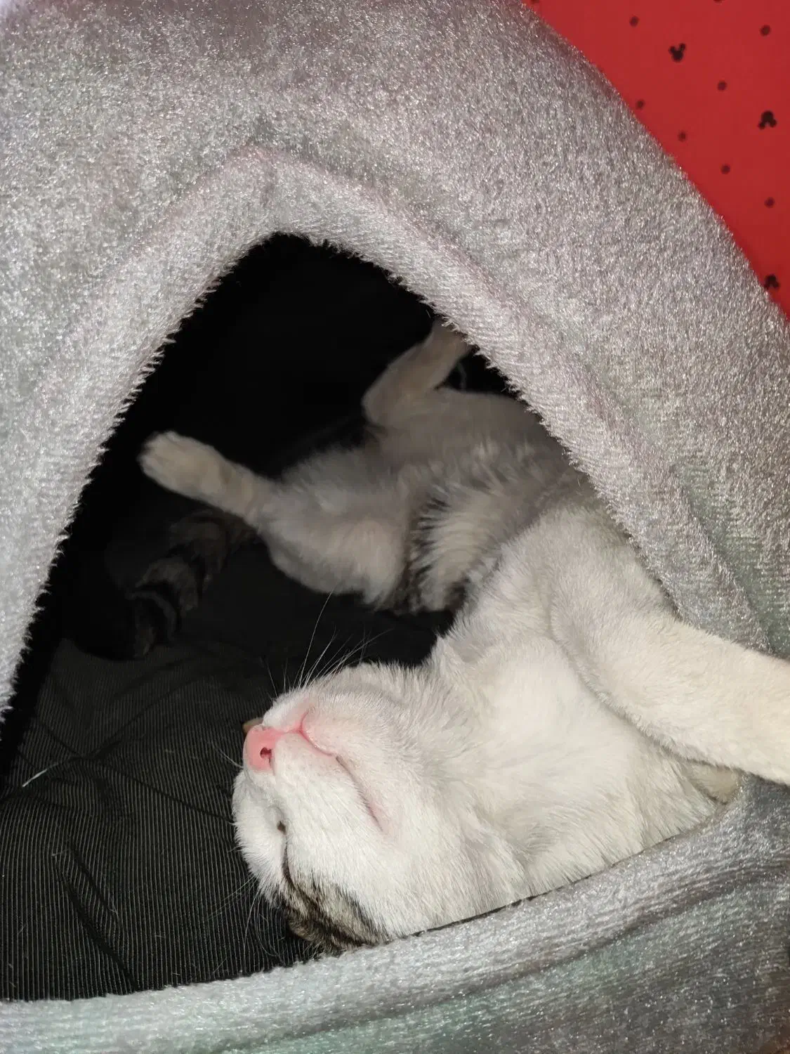 لانه گربه|لوازم جانبی حیوانات|تهران, هاشمی|دیوار