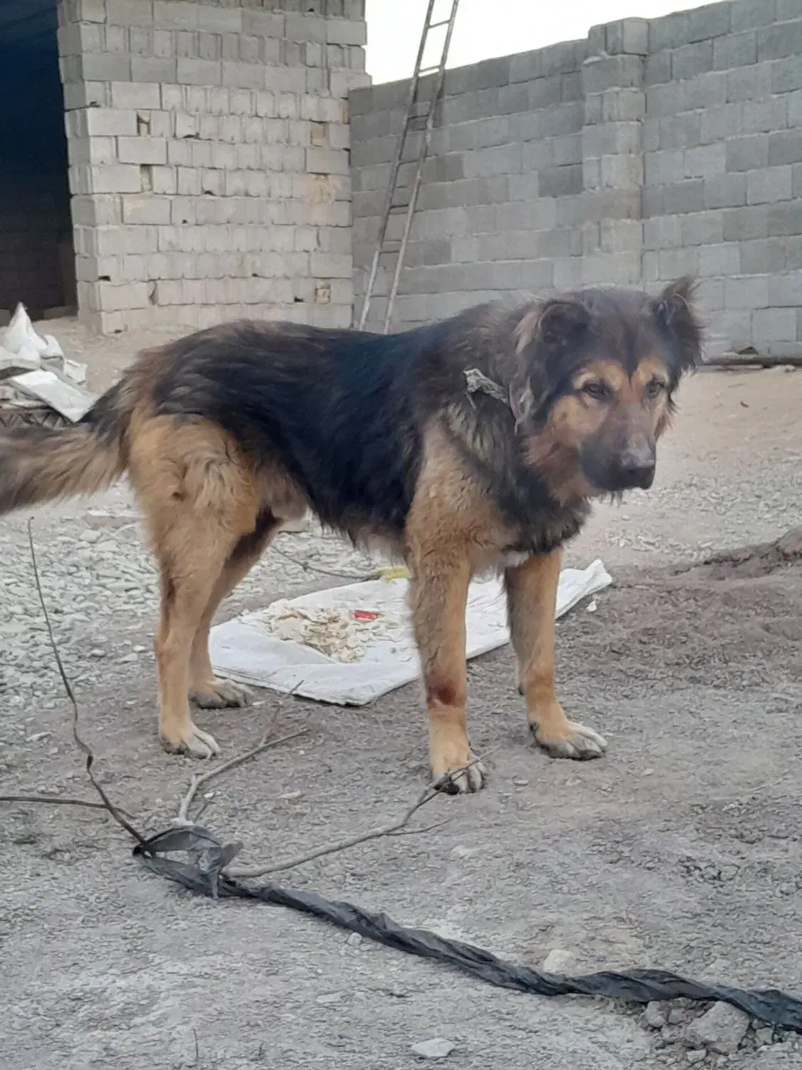 سگ سرابی|سگ|بستان آباد, |دیوار