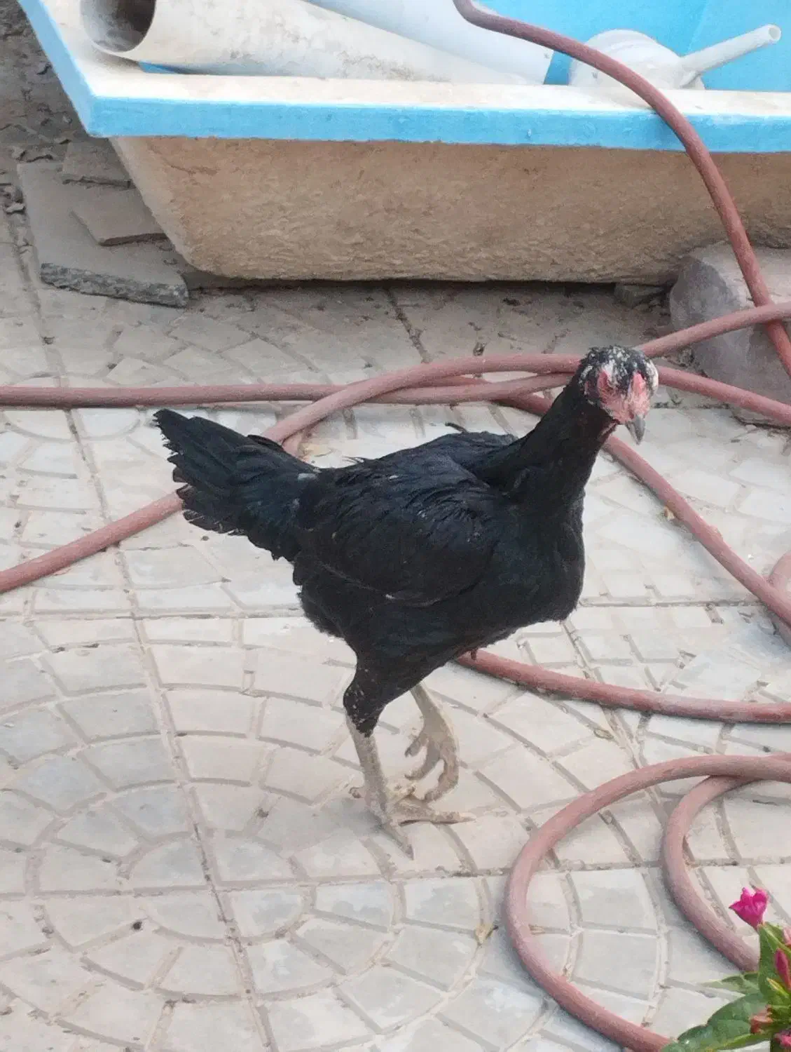 مرغ و خروس لاری|حیوانات مزرعه|فریمان, |دیوار