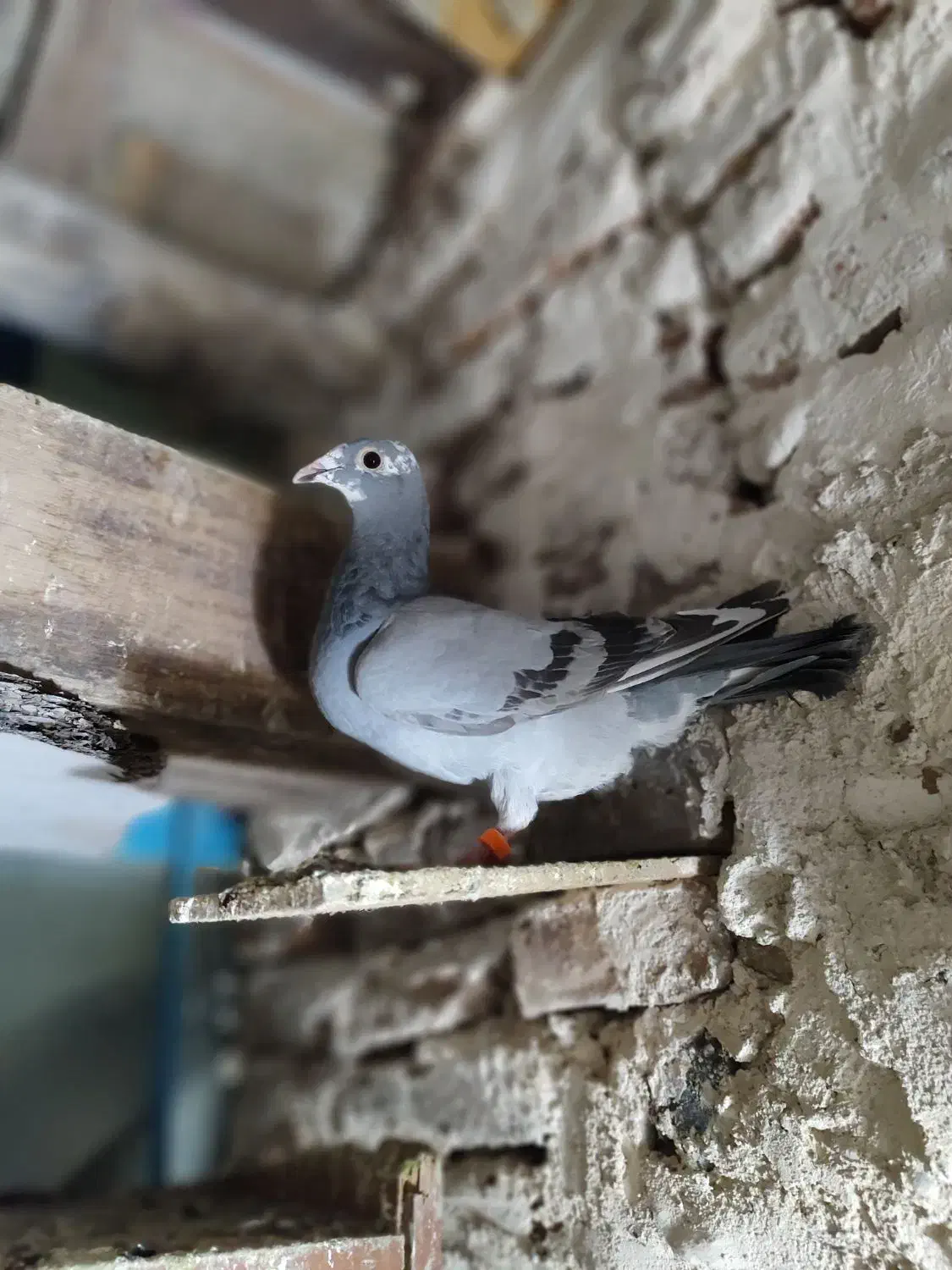 کفتر دوبر|پرنده|اردبیل, |دیوار