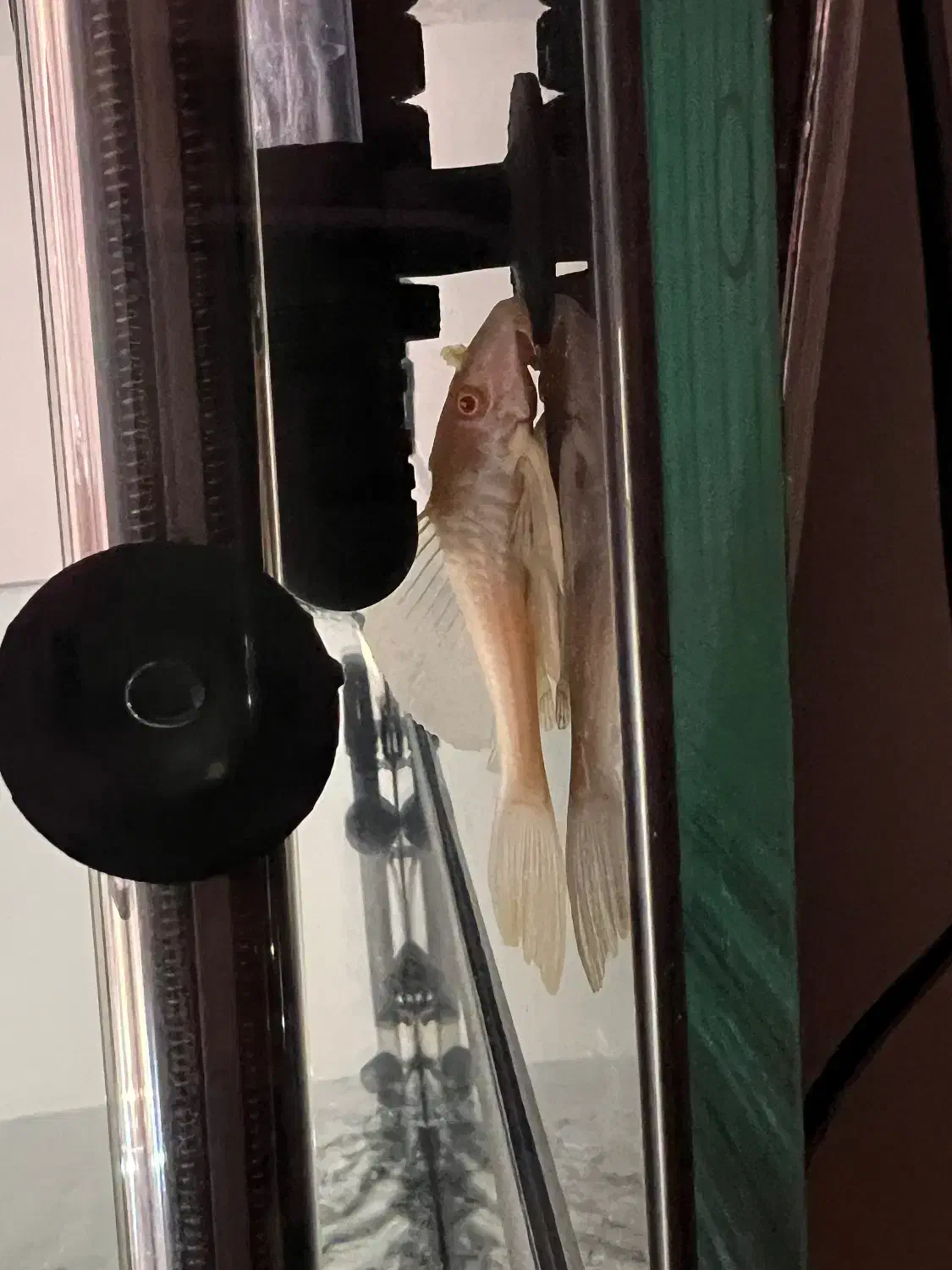 کت سلفین|ماهی|کرج, عظیمیه|دیوار