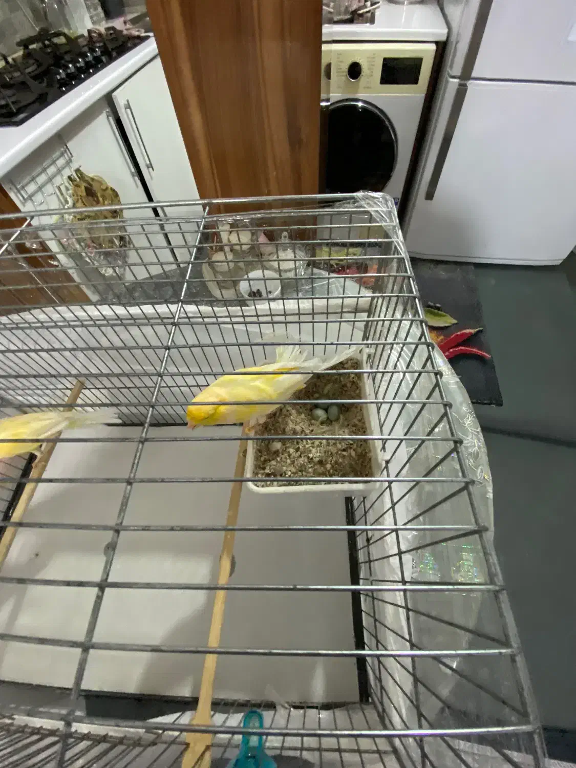 قناری|پرنده|زنجان, |دیوار