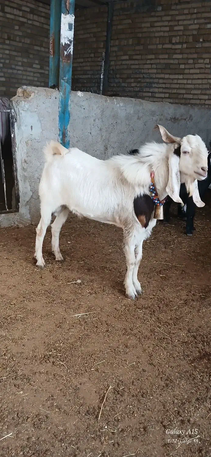 ساورین نجدی|حیوانات مزرعه|الشتر, |دیوار