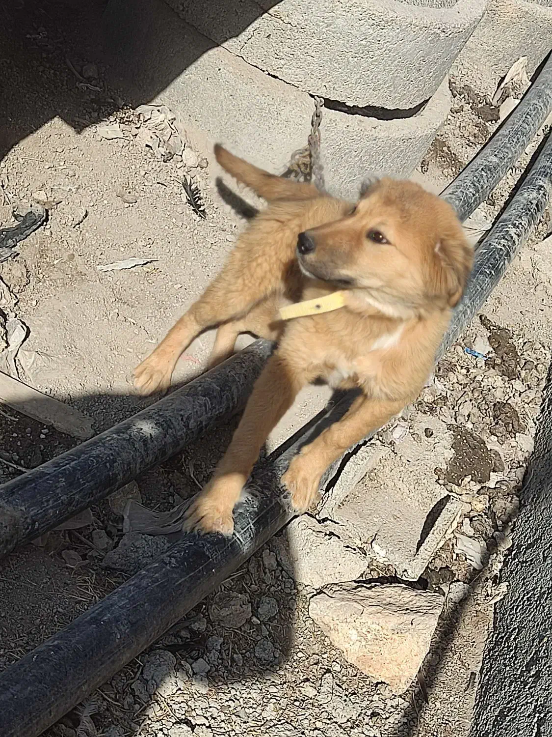 سگ سرابی|سگ|کرمانشاه, |دیوار