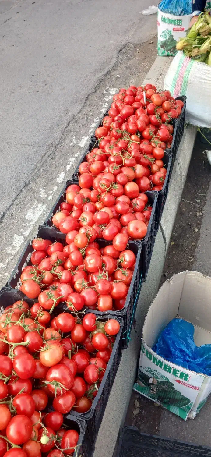 گوجه گلخانه درجه۱|خوردنی و آشامیدنی|قزوین, |دیوار