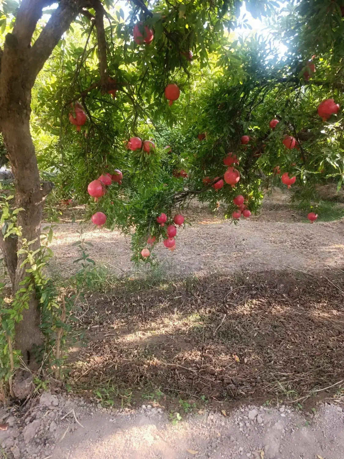 انار کوهنانی|خوردنی و آشامیدنی|کوهنانی, |دیوار