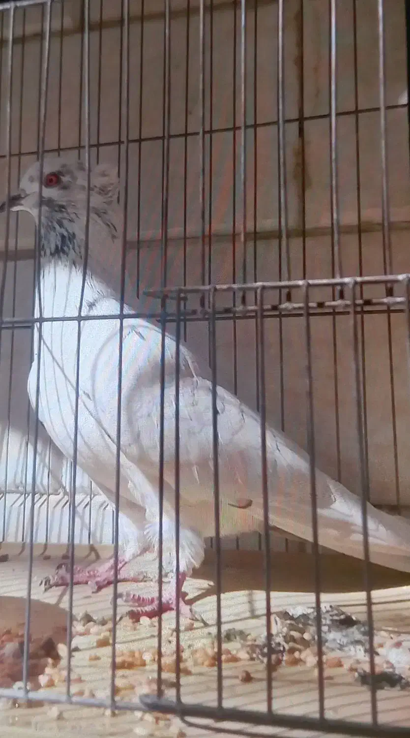 کفتر ماده کاکلی|پرنده|ری, دولتآباد|دیوار