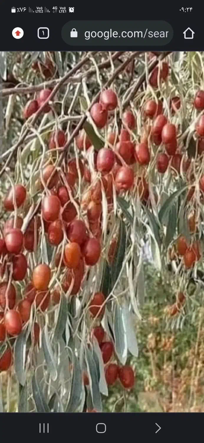 نهال سنجد حاج حسینی|گل و گیاه طبیعی|شیراز, گویم|دیوار