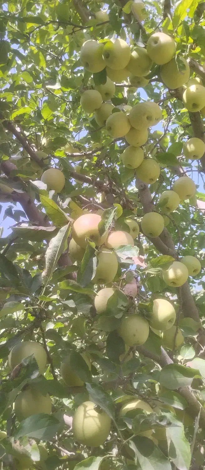 سیب درجه دو سفید|خوردنی و آشامیدنی|سراجو, |دیوار