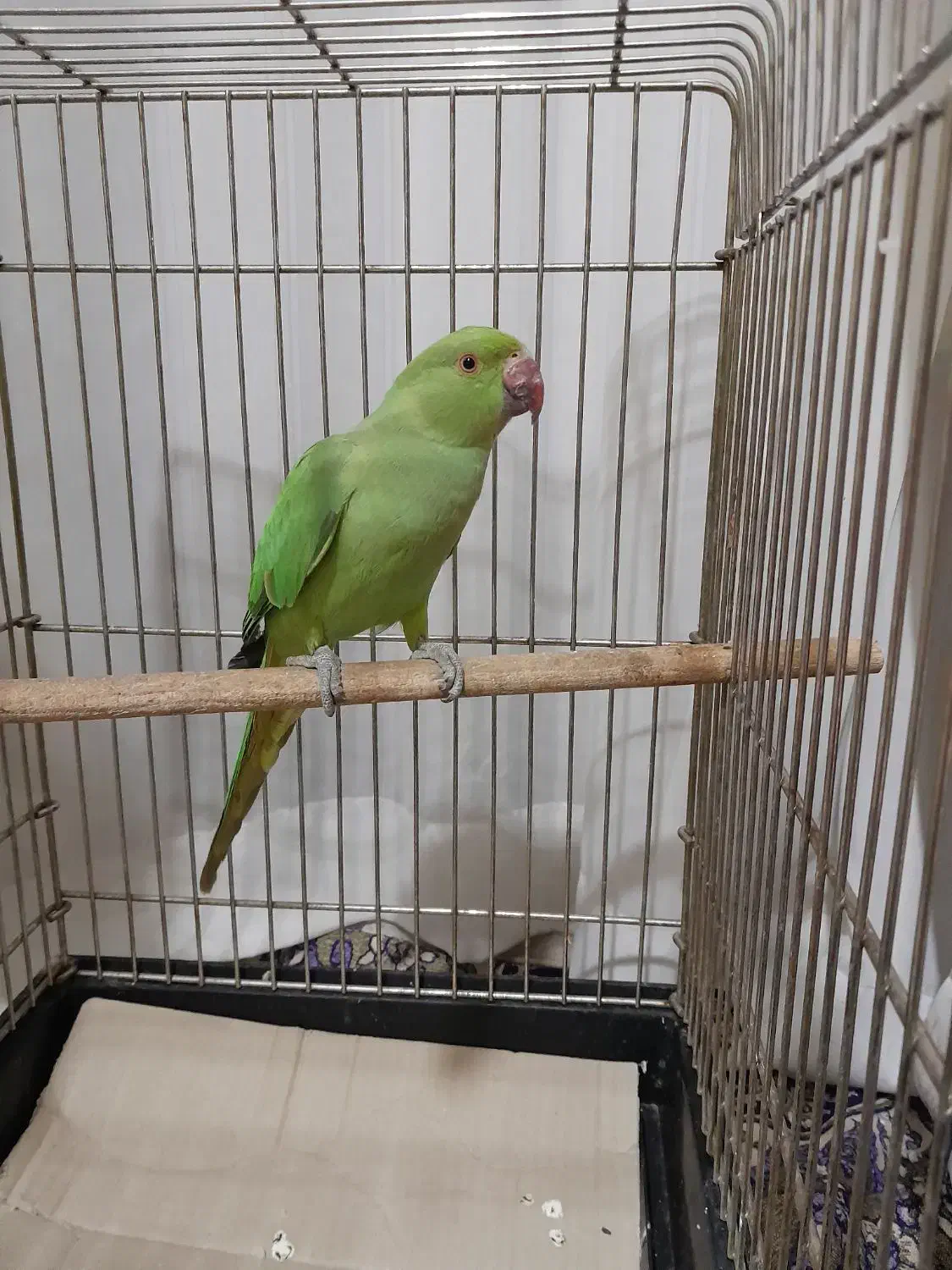 ملنگو|پرنده|گلبهار, شهر جدید گلبهار|دیوار