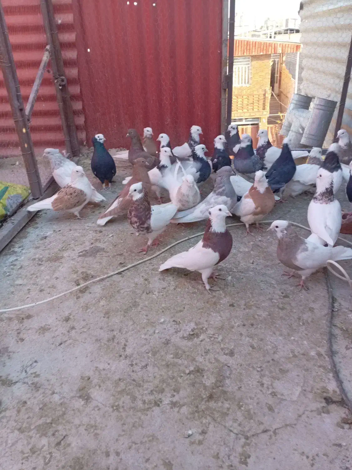 کفتر ملقی|پرنده|کرمان, |دیوار