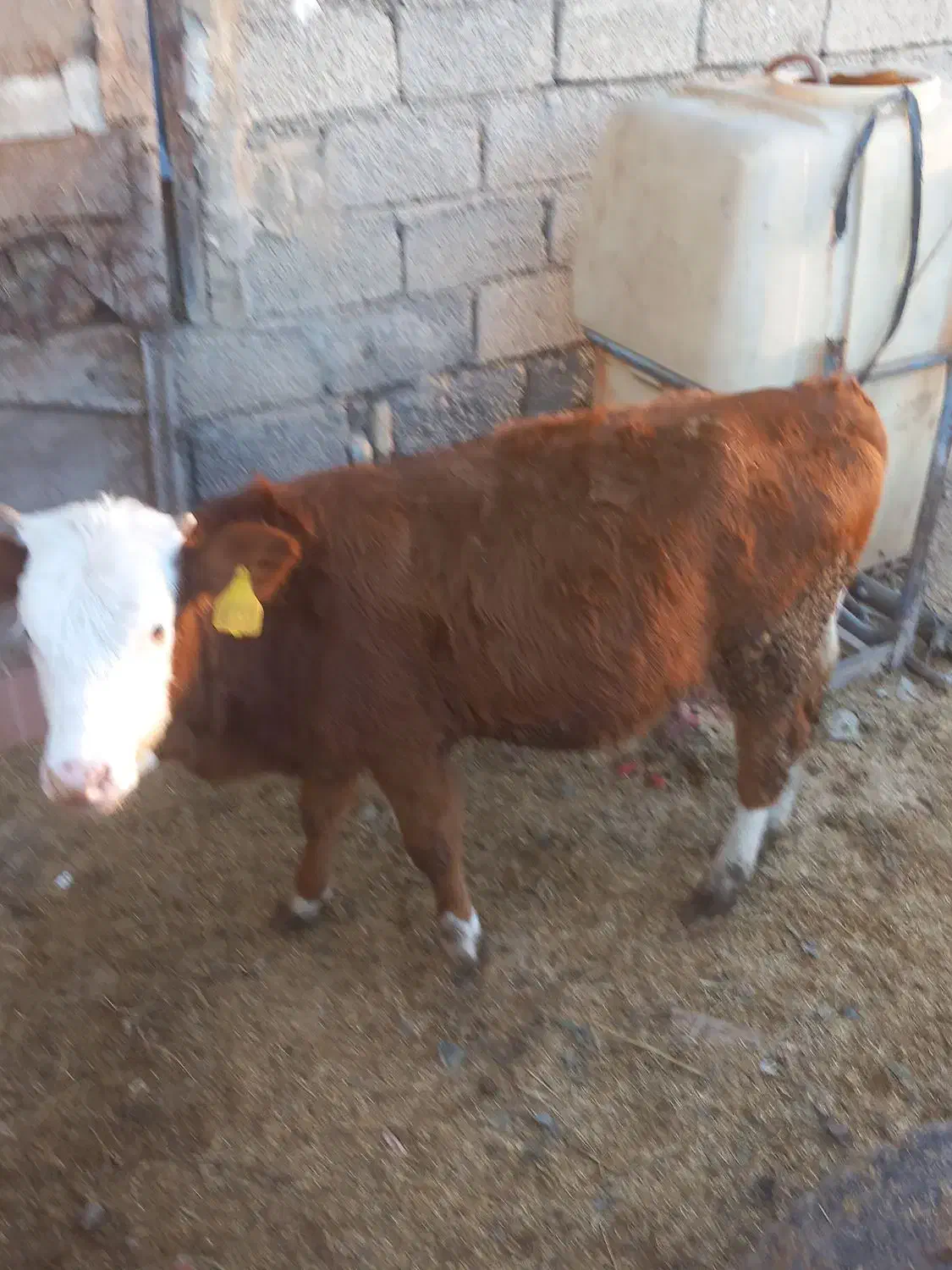 گوساله سیمینتال|حیوانات مزرعه|دلند, |دیوار
