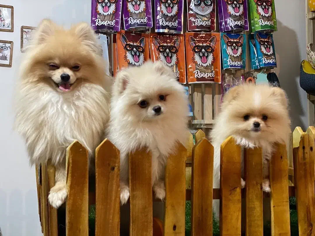 توله پامرانین خرسی بوفیس|سگ|شهریار, شهریار|دیوار