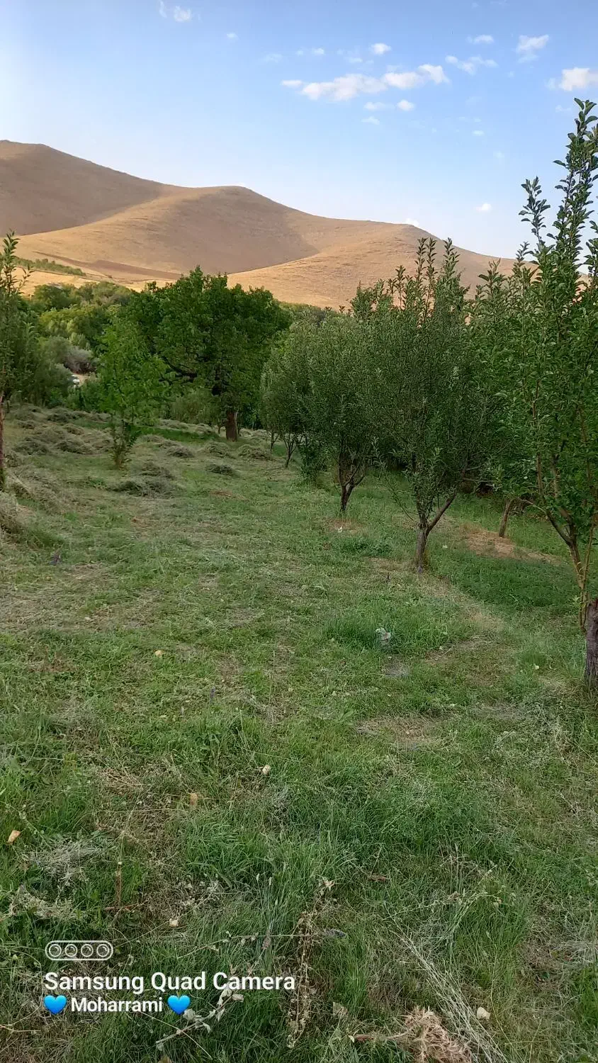 باغ میوه|فروش زمین و ملک کلنگی|سلطانیه, |دیوار