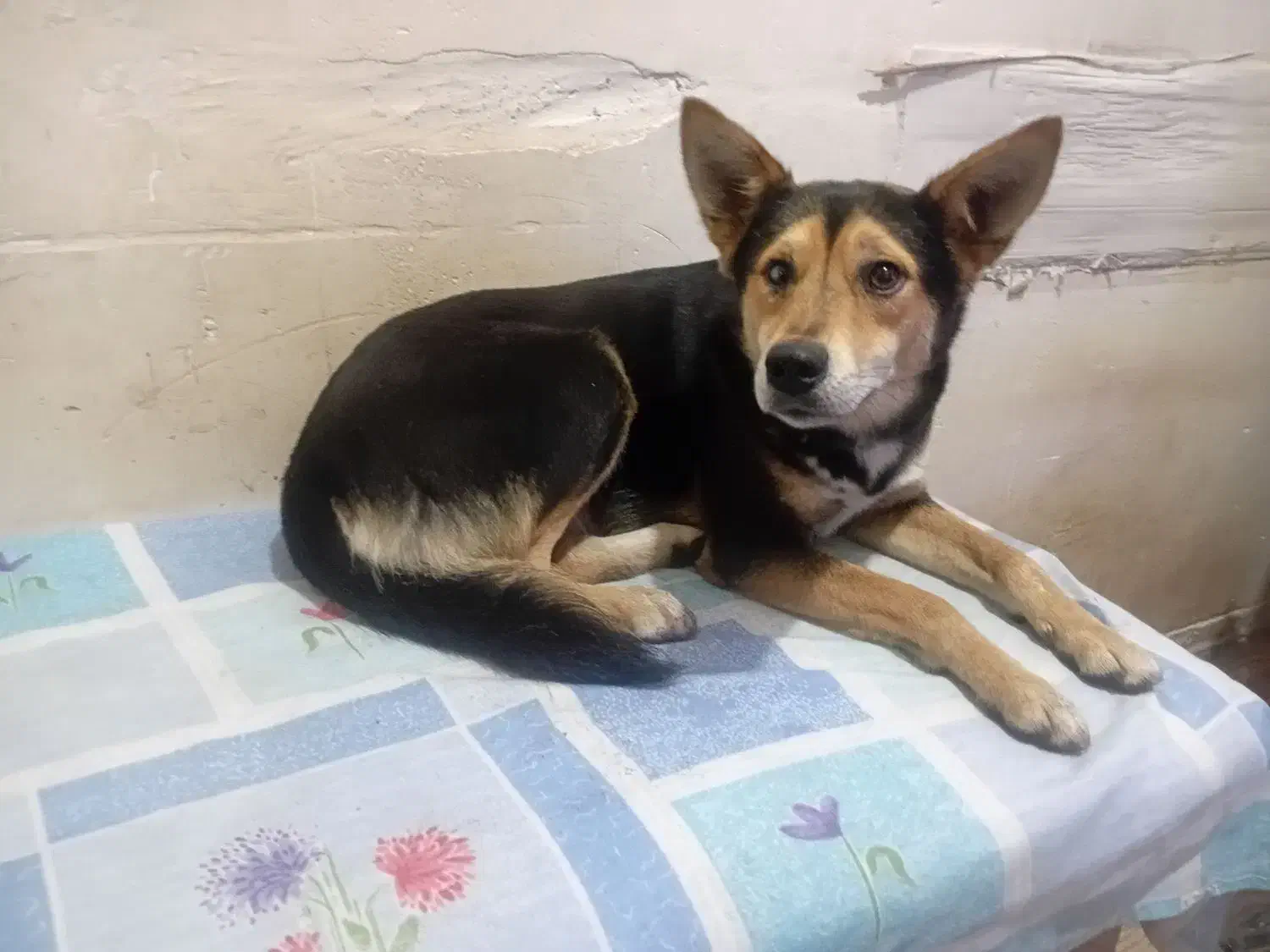 سگ ماده|سگ|خمام, |دیوار