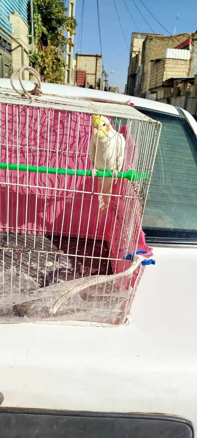 عروس هلندی نر|پرنده|مشهد, شهید قربانی|دیوار