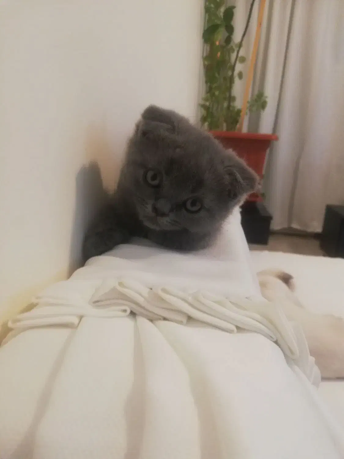 بچه گربه همالین|گربه|پردیس, فاز ۹|دیوار