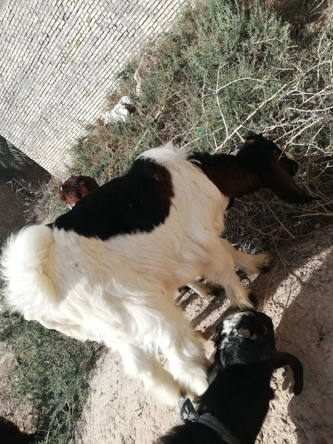 بز پلنگی|حیوانات مزرعه|اهواز, منازل کارون|دیوار