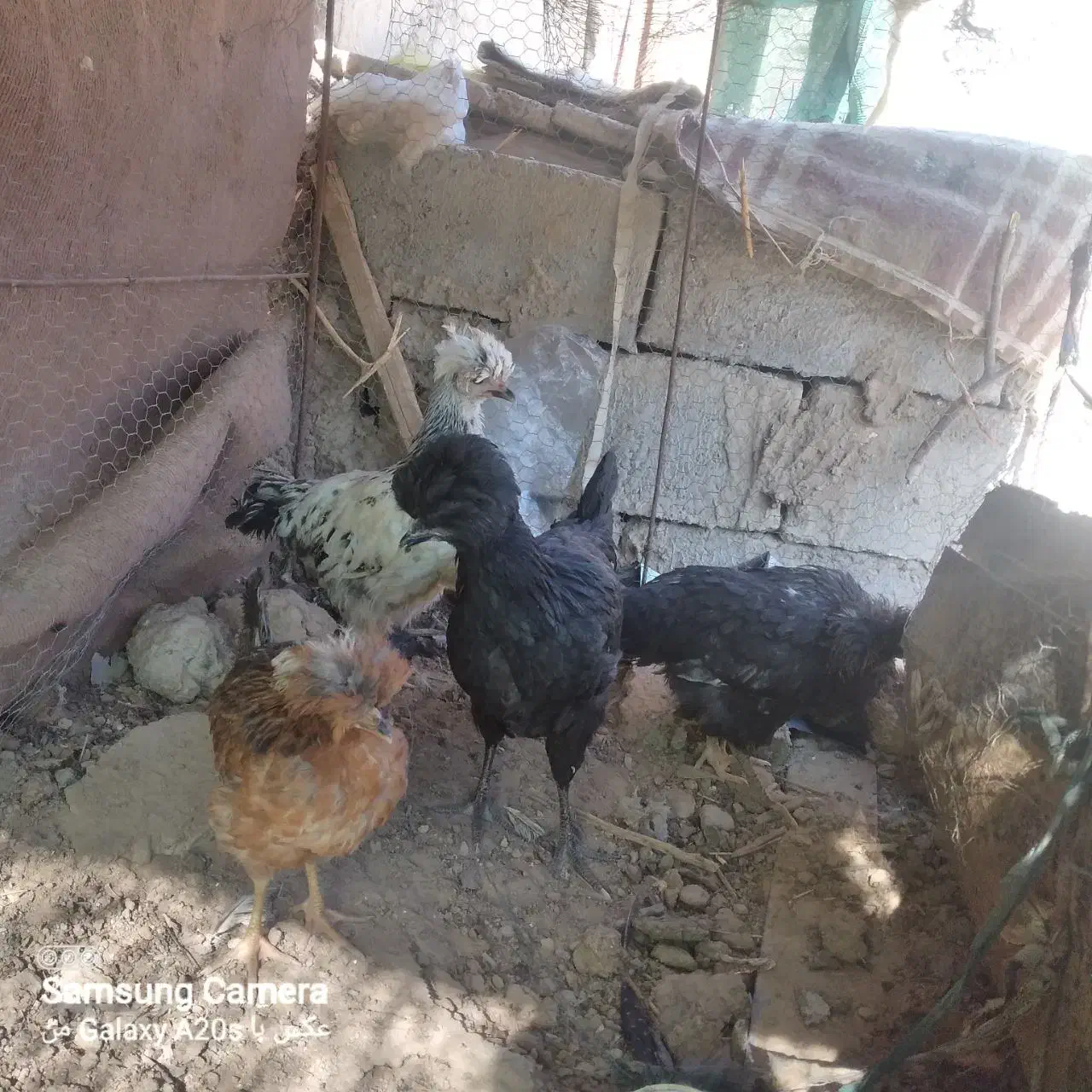 جوجه کاکلی|حیوانات مزرعه|جزنیک, |دیوار