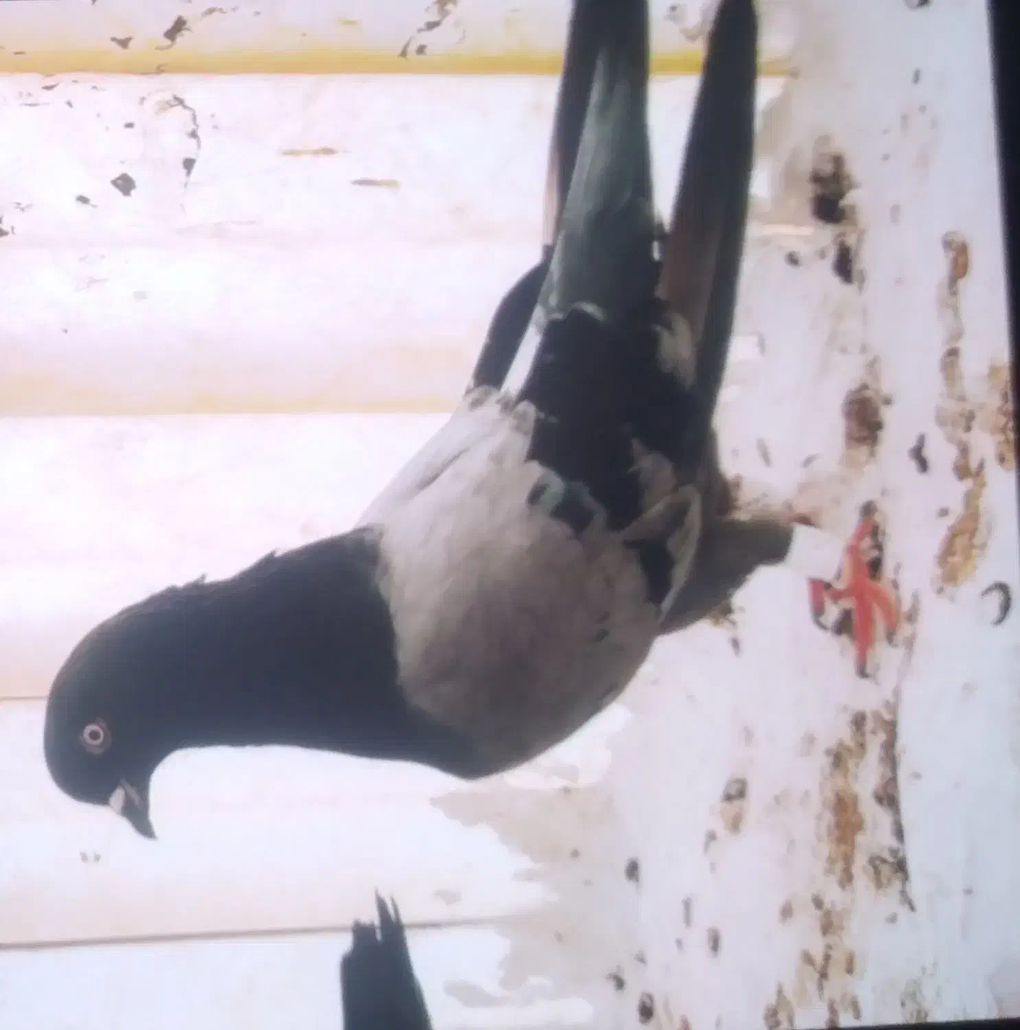 این کبوتر گم شده جوجه داره|حیوانات|ایوان, |دیوار