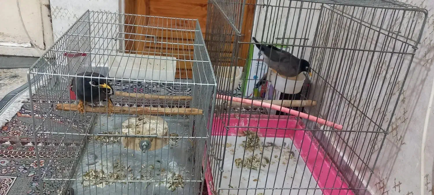 مرغ مینا سخنگو|پرنده|بروجرد, |دیوار