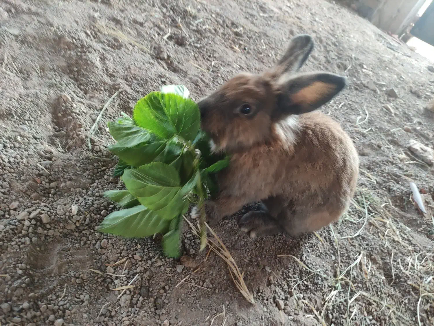 خرگوش لوپ|موش و خرگوش|رفسنجان, |دیوار