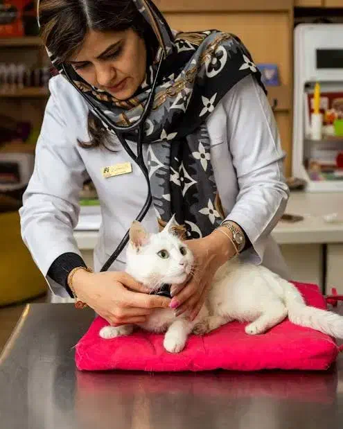 دستیار دامپزشکی، استخدام و آموزش تئوری و عملی|استخدام درمانی، زیبایی، بهداشتی|مشهد, طلاب|دیوار