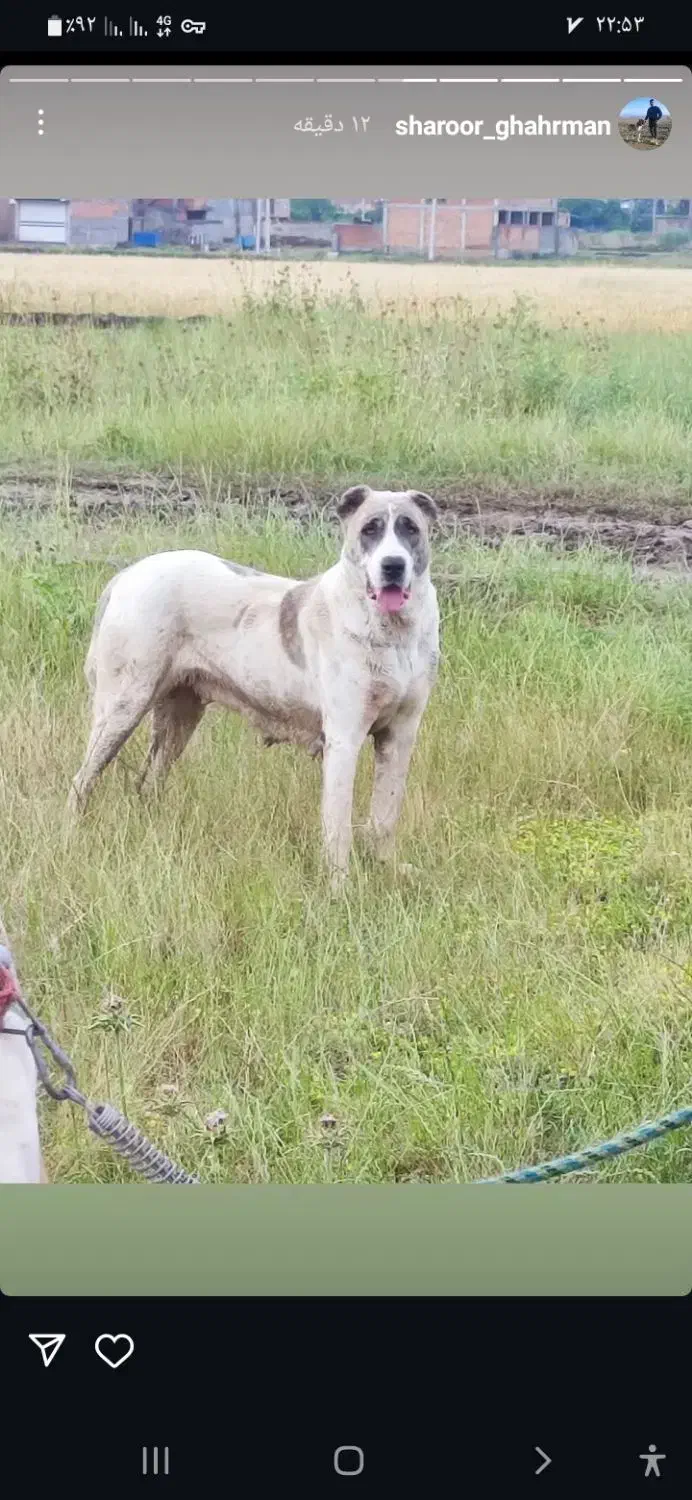 ماده الماس|سگ|مینودشت, |دیوار