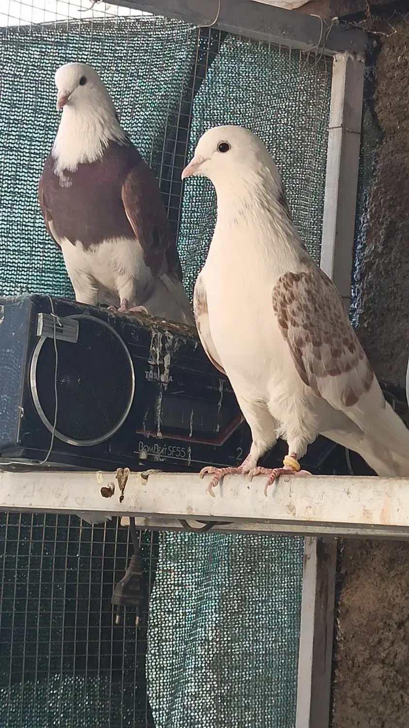 کفترفروشی|پرنده|شاهرود, |دیوار