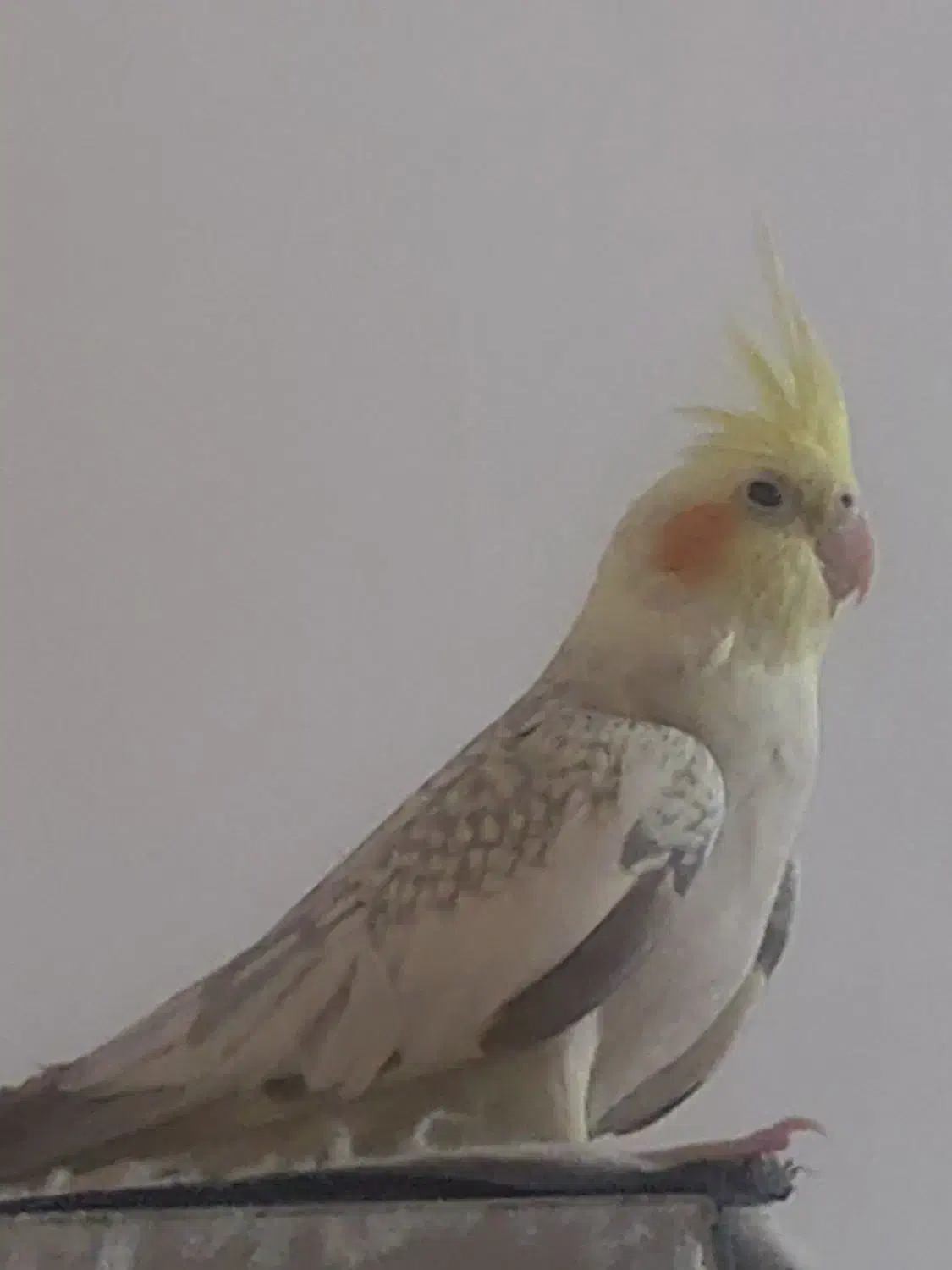 دوتا عروس هلندی ۶ عدد مرغ عشق و یه دونه مرغ مینا|پرنده|تهران, شهرک ابوذر|دیوار