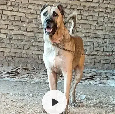 واگذاری سرابی نر گله ای|سگ|کرمان, |دیوار