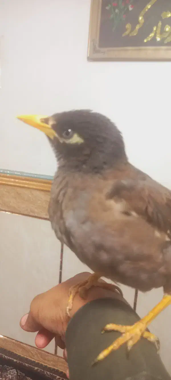 فروش مرغ مینا فنچ نرگسی جوجه عروس هلندی ج کوتوله|پرنده|میرجاوه, |دیوار