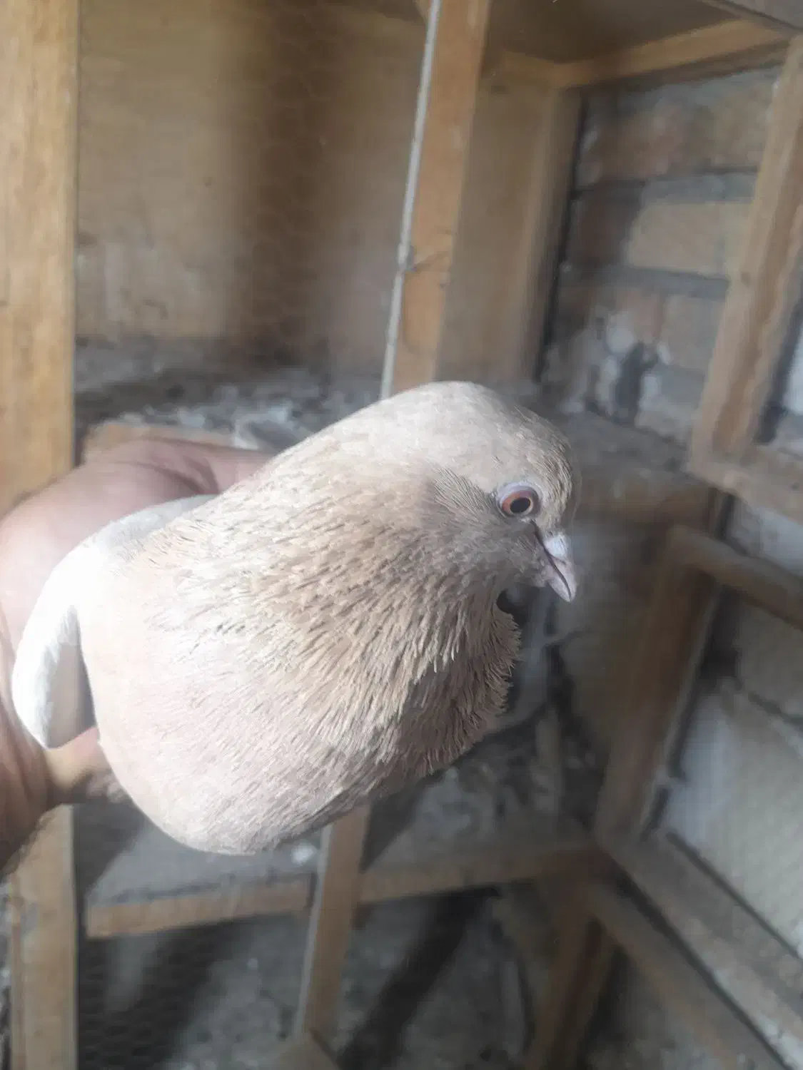 ماده زردی عروسک|پرنده|رباط‌کریم, شترخوار|دیوار