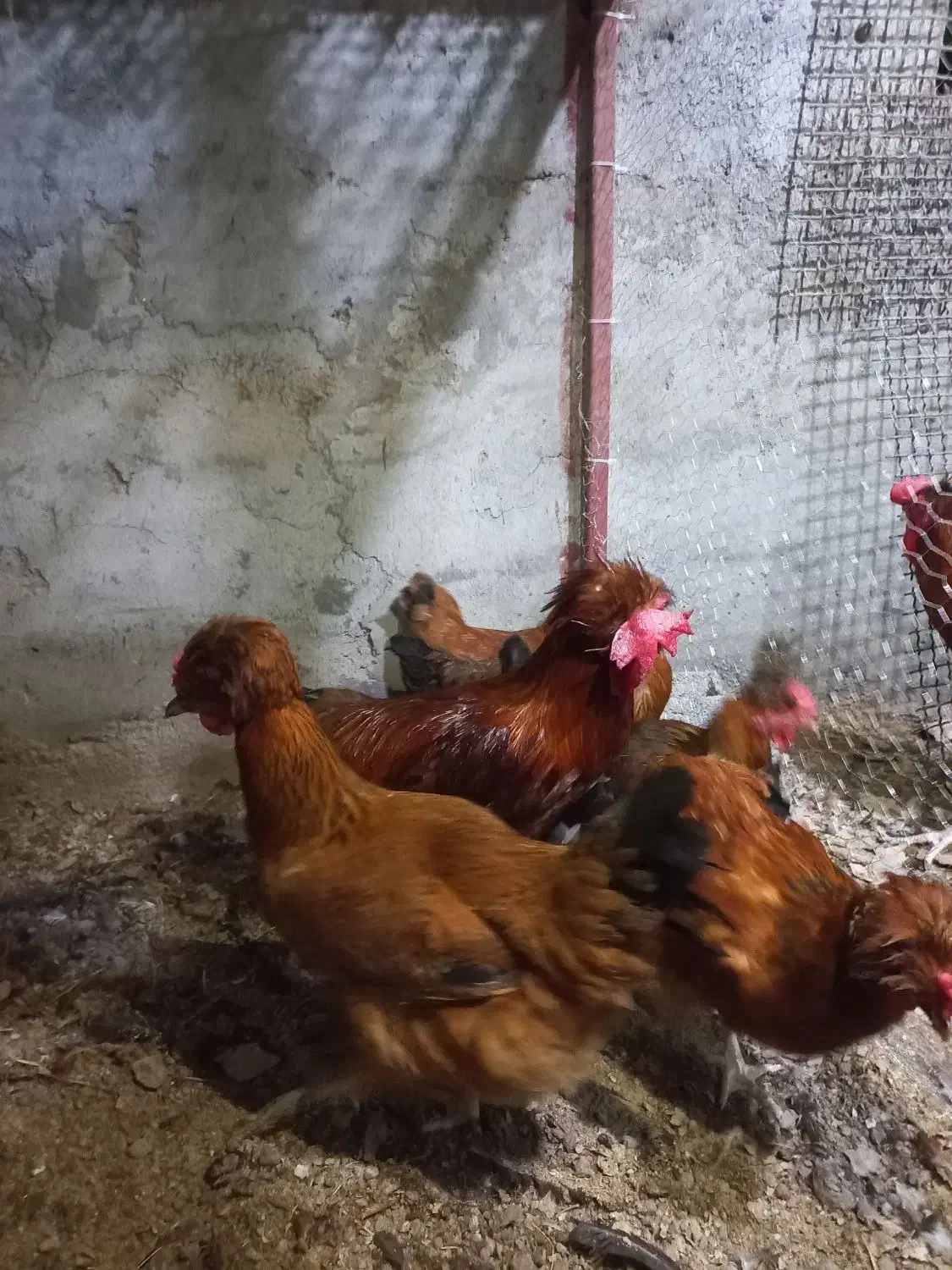 جوجه محلی از نژاد عالی|حیوانات مزرعه|کیاکلا, |دیوار