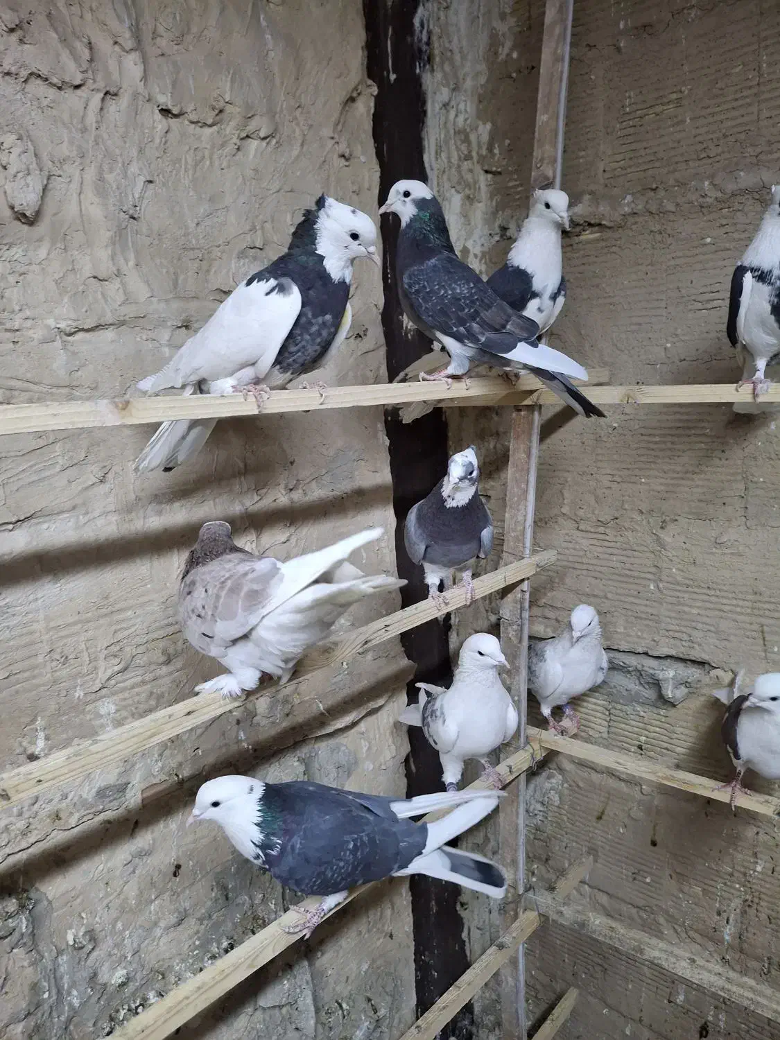 کفتر پرشی شازده و هما.طوقی|پرنده|ری, حمزه‌آباد|دیوار