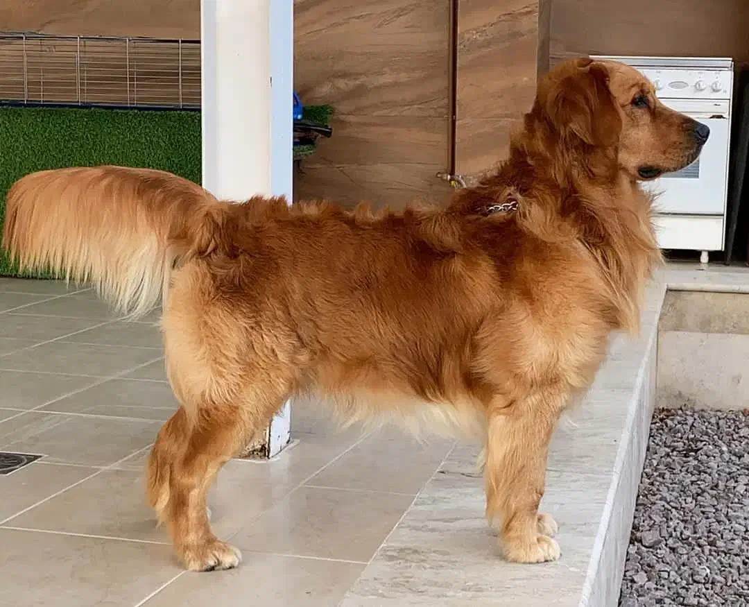 گلدن رتریور|سگ|بومهن, |دیوار