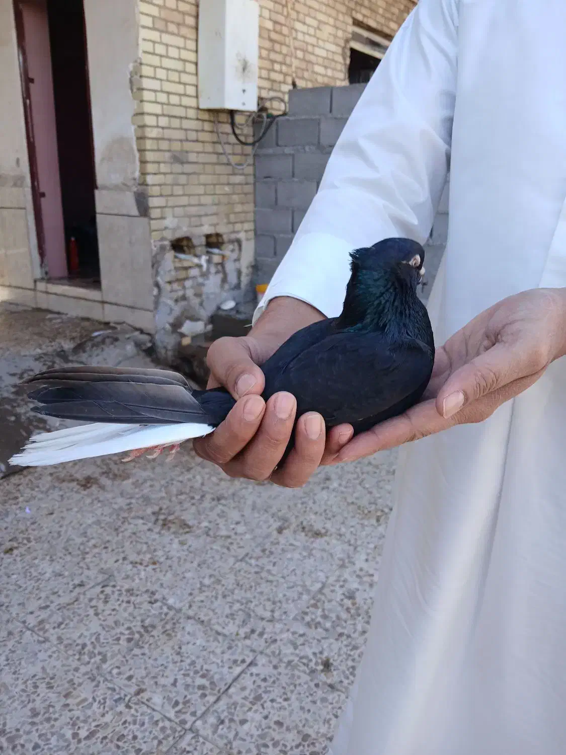 جفت اشعل برا فروش|پرنده|سوسنگرد, |دیوار