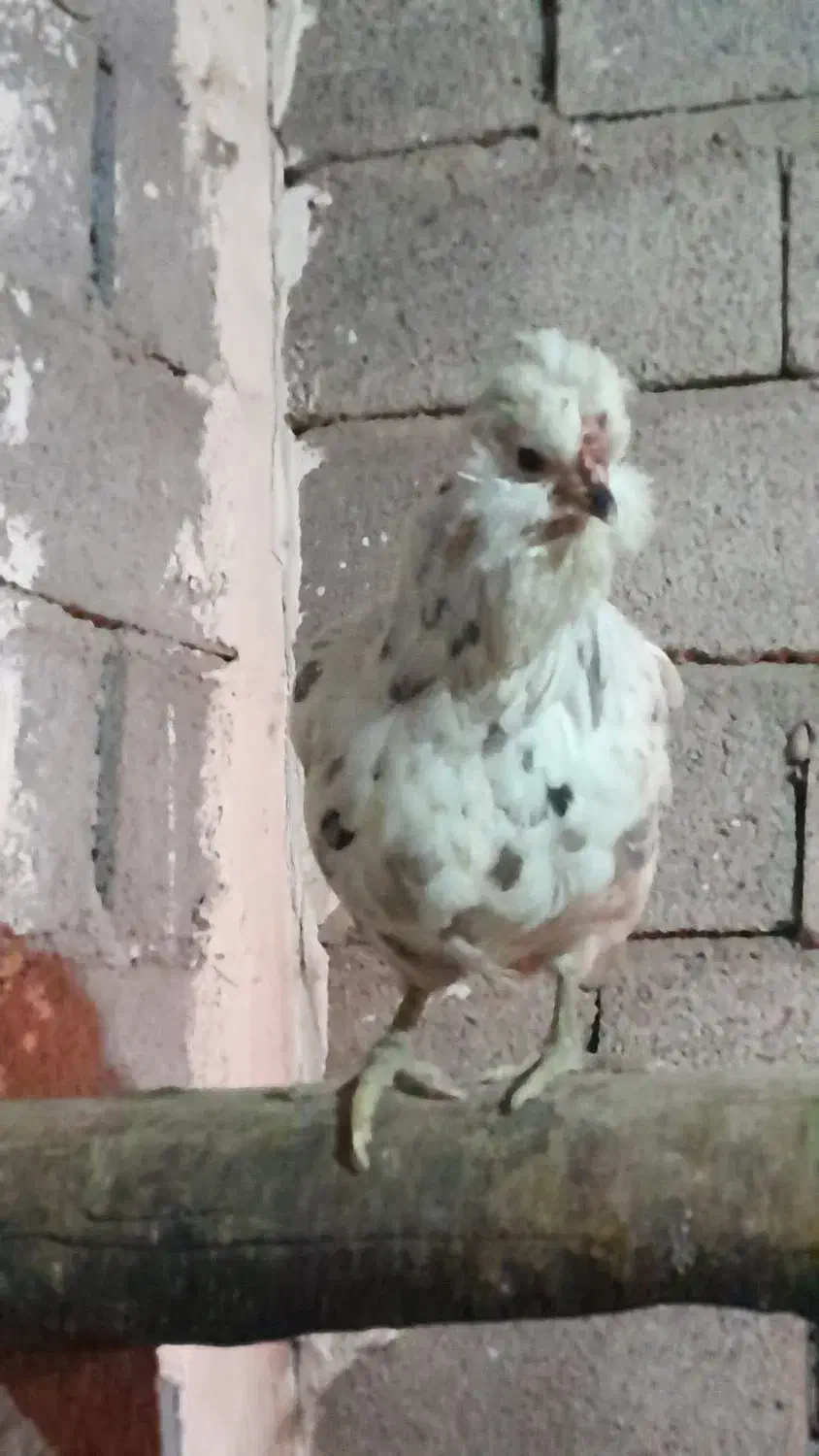 مرغ گلین|حیوانات مزرعه|طارم (زنجان), |دیوار