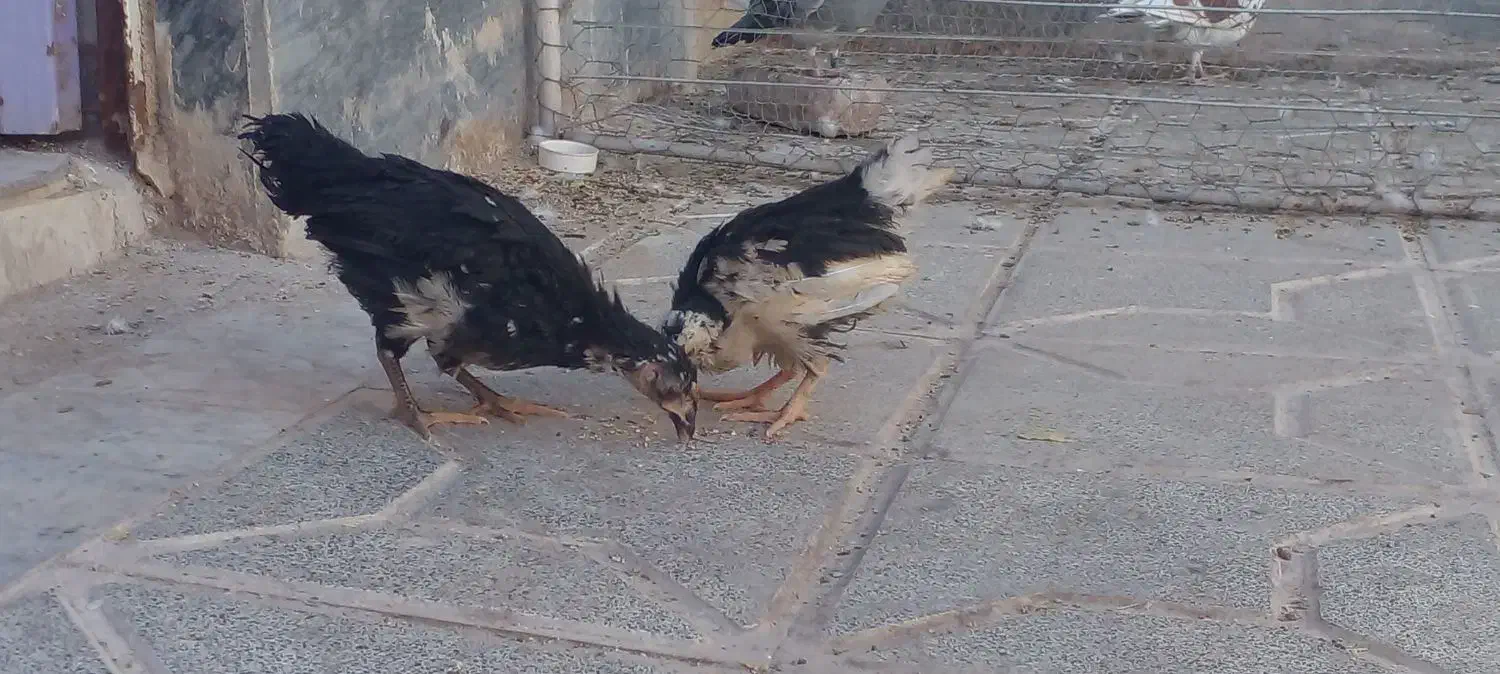 .خروس . جوجه گلین|پرنده|بیرجند, |دیوار